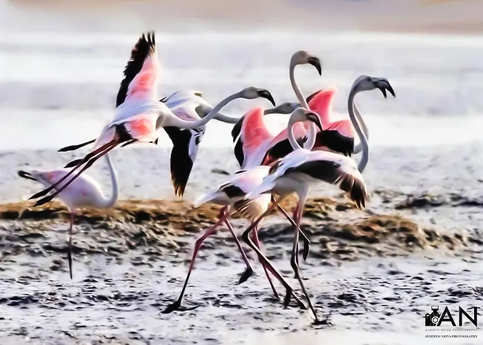 Sunny Center Appartement *